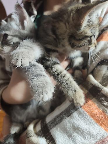 отдаю котят: Котята домашние, короткошёрстные, окрасы: тигровый табби и серый — 6