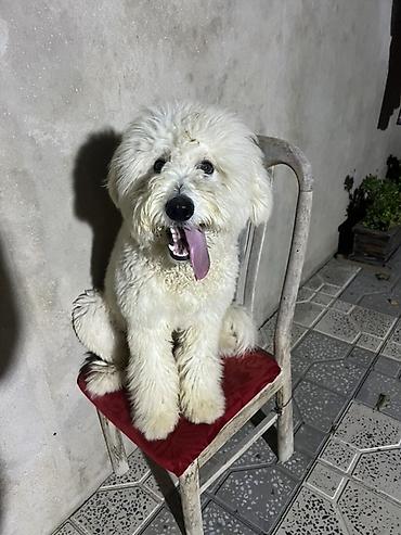 doyus itleri: 11 ay, Erkək, Peyvəndli, Ünvandan götürmə — 2