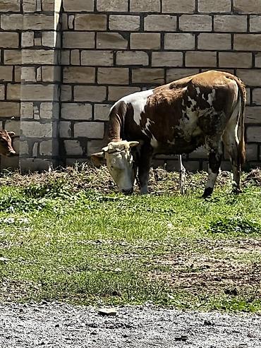inək balalı: Smental duye satılır dişi di dogmuyub. 2 yaxşı var — 2