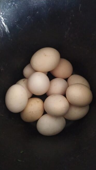 домашние куры несушки: Продаю | Инкубационные яйца | Домашняя | Несушки