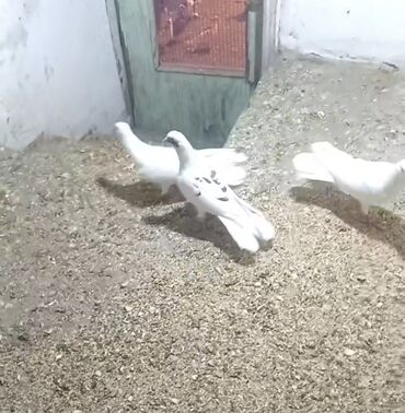 xacmazda satilan inekler: Enli quyruqlar satilir.aktiv quslardi .maraglanan zeng etsin