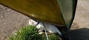сибирский кот: 1 год, очень тихий и ласковый, живёт внутри, проглистован, к лотку