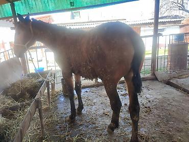 Лошади, кони: Продаю | Кобыла (самка) — 3