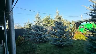 комтер: Ель голубая (Picea pungens, Blue Spruce) для ландшафтного озеленения — 3