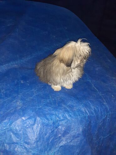 İtlər: Pekines, 2 ay, Dişi, Ödənişli çatdırılma — 6