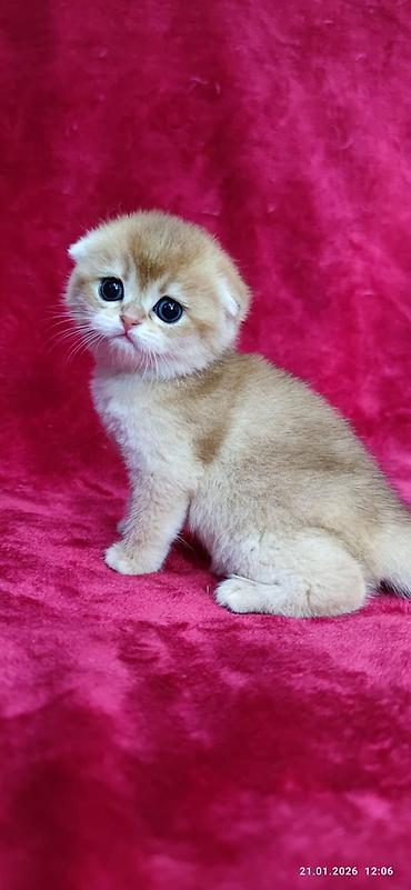 Продажа кошек: Скотиш Фолд (Шотландская вислоухая), 2 месяца, Мальчик, Золотая шиншилла — 5