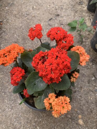 kala bitkisi: Цветы каланхоэ выращиваю дома. Цена 4-5 манат