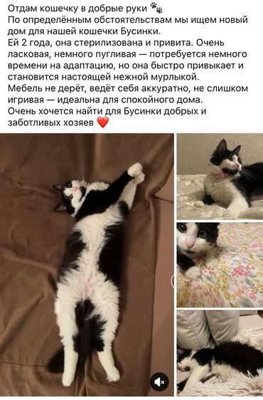 вислоухий кот цена: Dişi, Yaxşı əllərə, Pulsuz çatdırılma