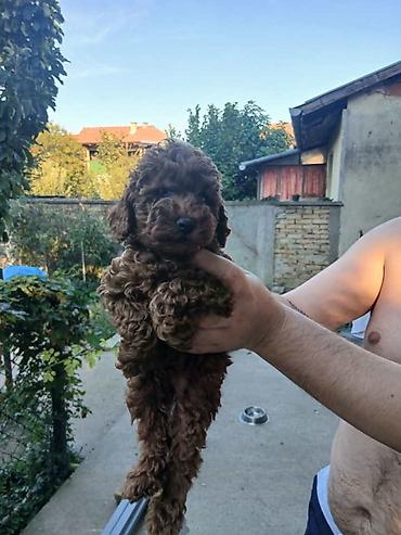 braon mini pudla: Na prodaju crveni štenci patuljaste pudle. Tri mužjaka. Redovno — 4