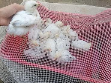 toyuq satışı: Toyuq cücələri, Ətlik — 2