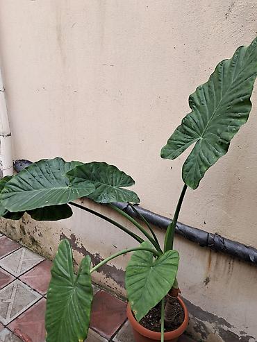otaq gulləri: Böyük yarpaqlı tropik dekorativ bitki – Alokaziya (Alocasia/“fil — 1