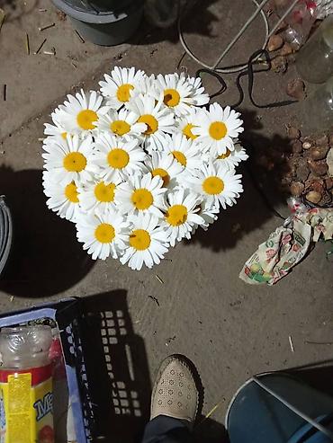 стик бот: Продаются корни средней ромашки и компануллы(фиолетовая и есть — 2