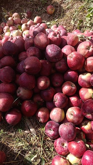 Продукты питания: Яблоки В розницу — 3