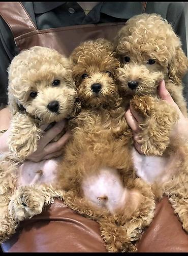 İtlər: Pudel, 1 ay, Ödənişli çatdırılma — 6