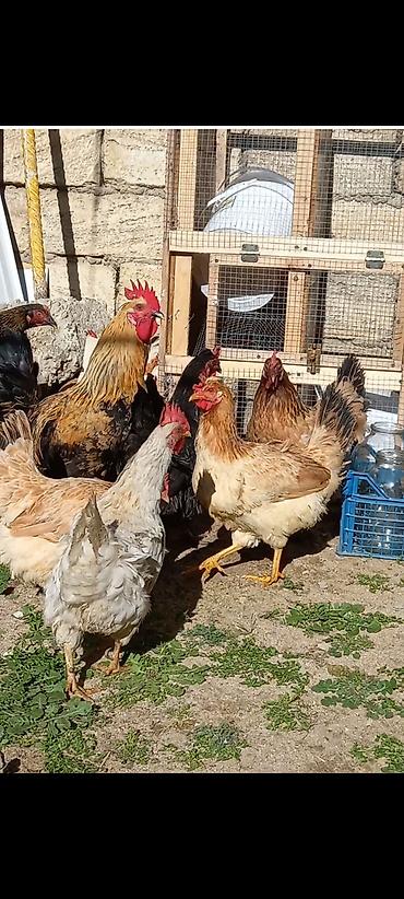 Toyuqlar: Toyuq, Damazlıq, Ödənişli çatdırılma — 6