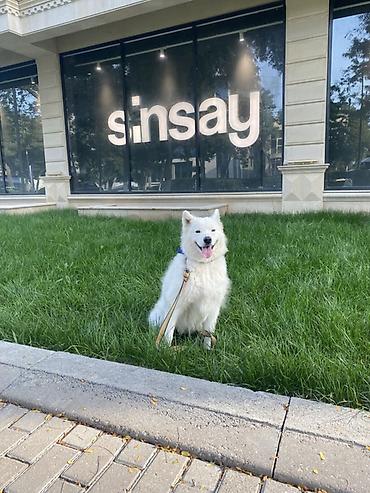alman ovcarkasi satilir: Samoyed, 4 il, Dişi, Ünvandan götürmə — 1