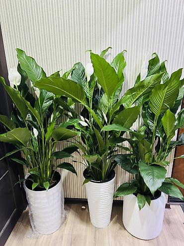 Комнатные растения: Спатифиллум (Spathiphyllum) – Себастьян крупные декоративнолистные — 1