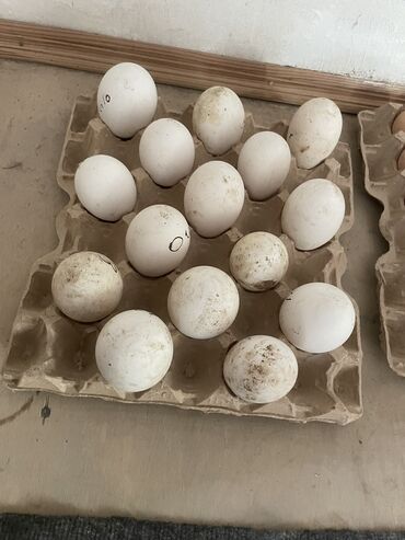 qaz yumurtasi: Самка, | Linda, Для яиц, Самовывоз, Бесплатная доставка