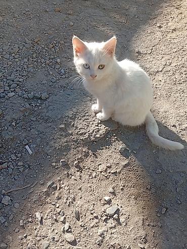 котята купить: Американская короткошёрстная, 3 месяца, Девочка, Белый, С прививками — 6