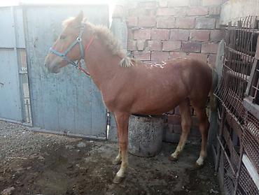 кони самка: Продаю | Жеребец — 4