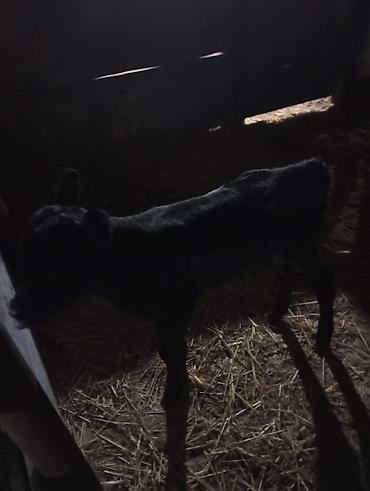 Inəklər, öküzlər: Inək satılır 1ci balasıdır balası dişidi inək 3 məsindən 8l süd verir — 11