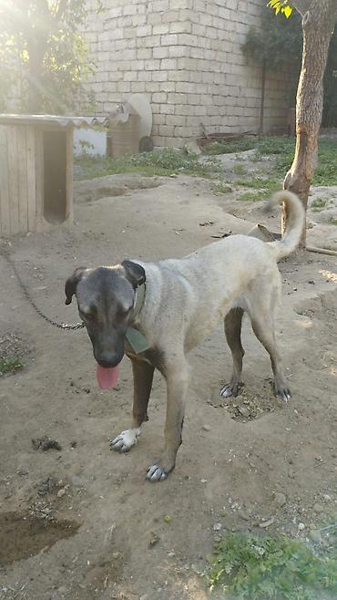 kangal satilik: Kanqal, 9 ay, Dişi — 1