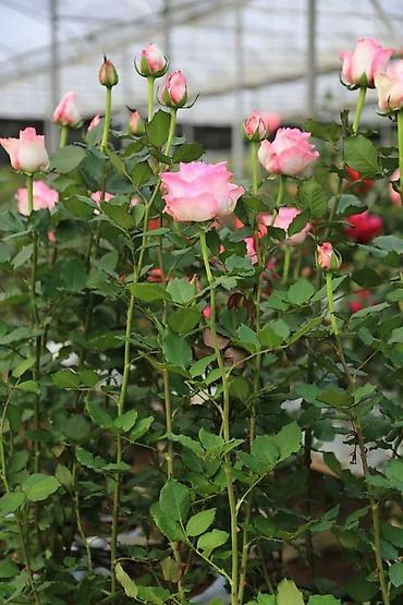 Роза: Саженцы — 8