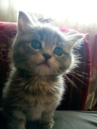 Коты: Продается Элитный Шотландский породистый котёнок. Девочка возраст: 1,5