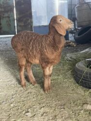 продажа баранов в бишкеке: Продаю | Овца (самка) | Арашан, Гиссарская | Для разведения | Ягнившаяся, Матка