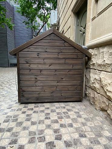 ev itleri ucuz: Salam it yuvasi 1000 azn isti pol var ✨ “Qəfəs Craft” – Sevimli — 5