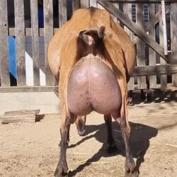 Keçi, çəpiş: Saanen/Anglo-Nubian tipli südlük keçi sürüsü - Fotoşəkillərdə görünən — 5