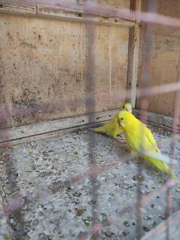 Tutuquşları: Korella Karella tutuqusu papuqay sevgi quşu nerazlucnik valnist 14 — 10