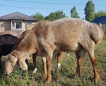 Животные: Кочкор 1.5 года линия Корабль с документами и чипом — 1