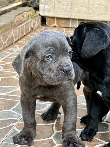 İtlər: Kane-Korso — 12