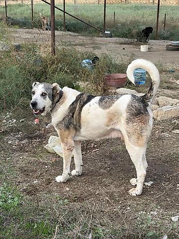 zıvanok itlər: Qurdbasar, 3 il, Erkək, Peyvəndli, Rayonlara çatdırılma — 5