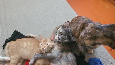 молодой: Котята домашние, разного окраса - Возраст: молодые, активные. - — 4