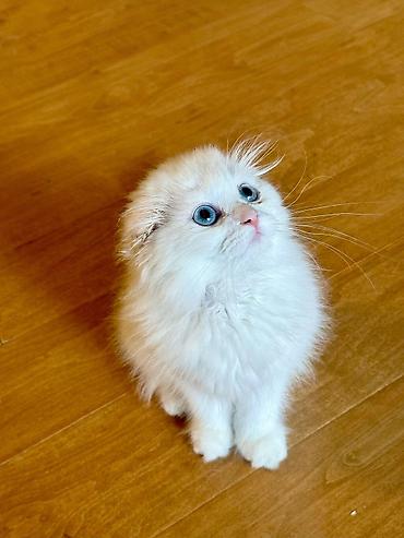 Pişiklər: Britan, Erkək, Dişi, Yaxşı əllərə, Ünvandan götürmə, Pulsuz çatdırılma, Ödənişli çatdırılma — 18