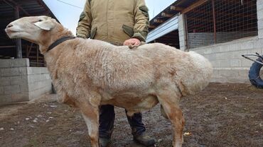 корова дойный: Сатам | Ургаачы кой (ургаачы) | Көбөйтүү үчүн | Ургаачы