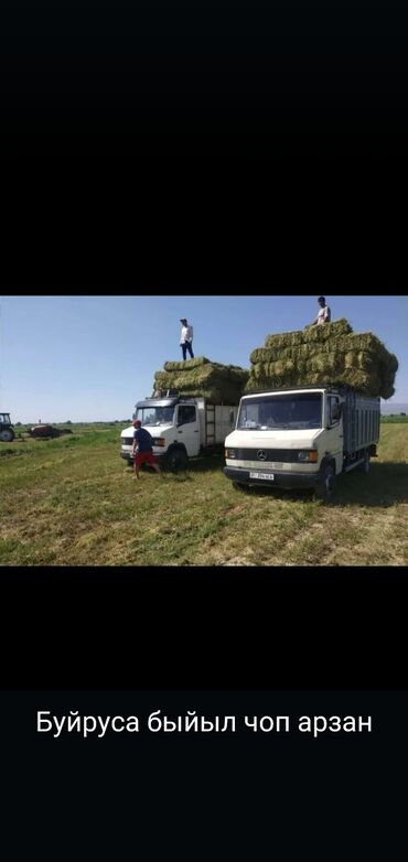 трава для животных: Уйго с доставкой Выгрузкой 2000 тук алам, 200 сомдон, Кегети айылы