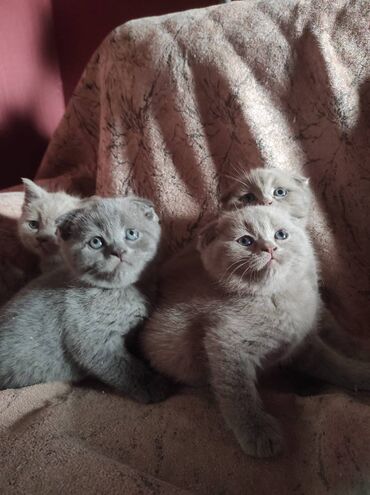 Pişiklər: Şotland yastı qulaq, Dişi, Erkək, Ünvandan götürmə — 23