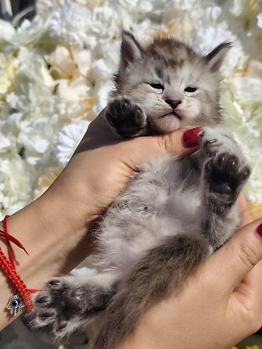 кошка породы мейн кун: Котята мейн-кун!!!❤️❤️💙 Истинная красота рождается там, где природа — 5