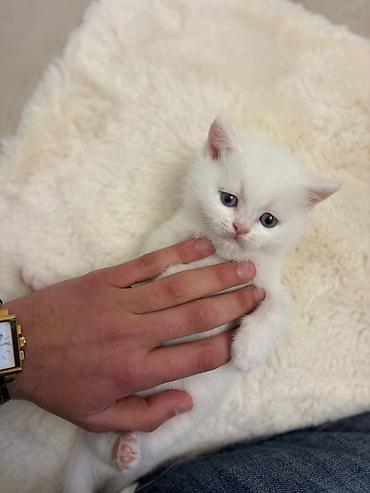 Pişiklər: Britan, Erkək, Dişi, Yaxşı əllərə, Pulsuz çatdırılma — 10