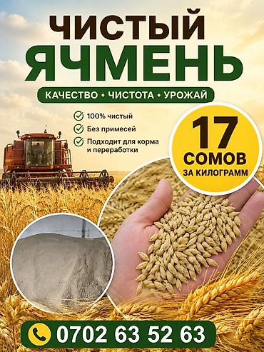 17 сомдон,рассыпной арпа сатам, 30 тонна бар