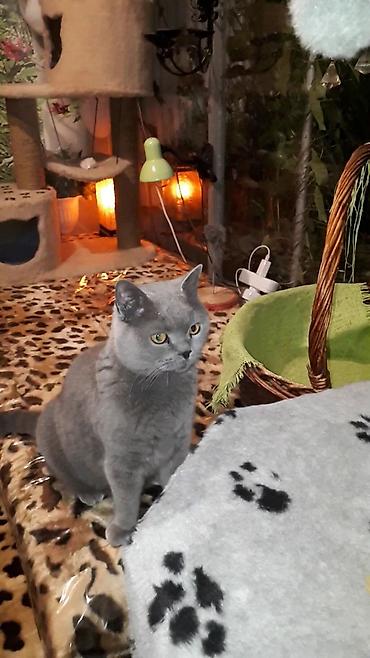 отель для кошек: Скотиш Страйт (Шотландская прямоухая), 2 месяца, Мальчик, Серебристая шиншилла, Приучена к лотку — 7