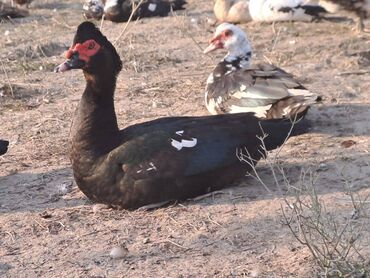 Digər heyvanlar: Lal ördəklər topdan satılır 210 dənə ördəkdir bir dənəsi 13 manat 90 — 2