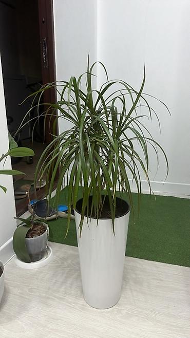 Драцена Маргината (Dracaena marginata) в высоком декоративном кашпо