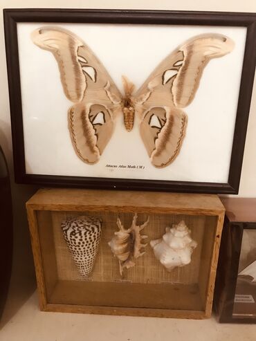 Бабочка Attacus и Ракушки в рамке, привезли с Сейшельских островов