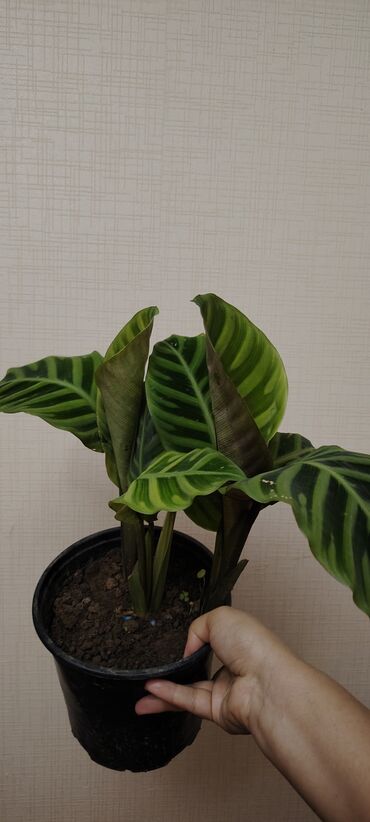 su baklar: Calathea 8 və 12 azn. Bitki: Kalateya