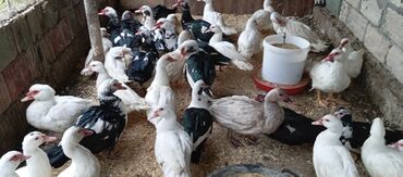 Ördəklər: Təcili satılır.Real alıcılar əlaqə saxlaya bilər — 20