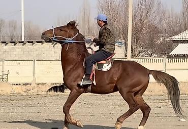 Лошади, кони: Продаю | Конь (самец) | Рабочий — 1